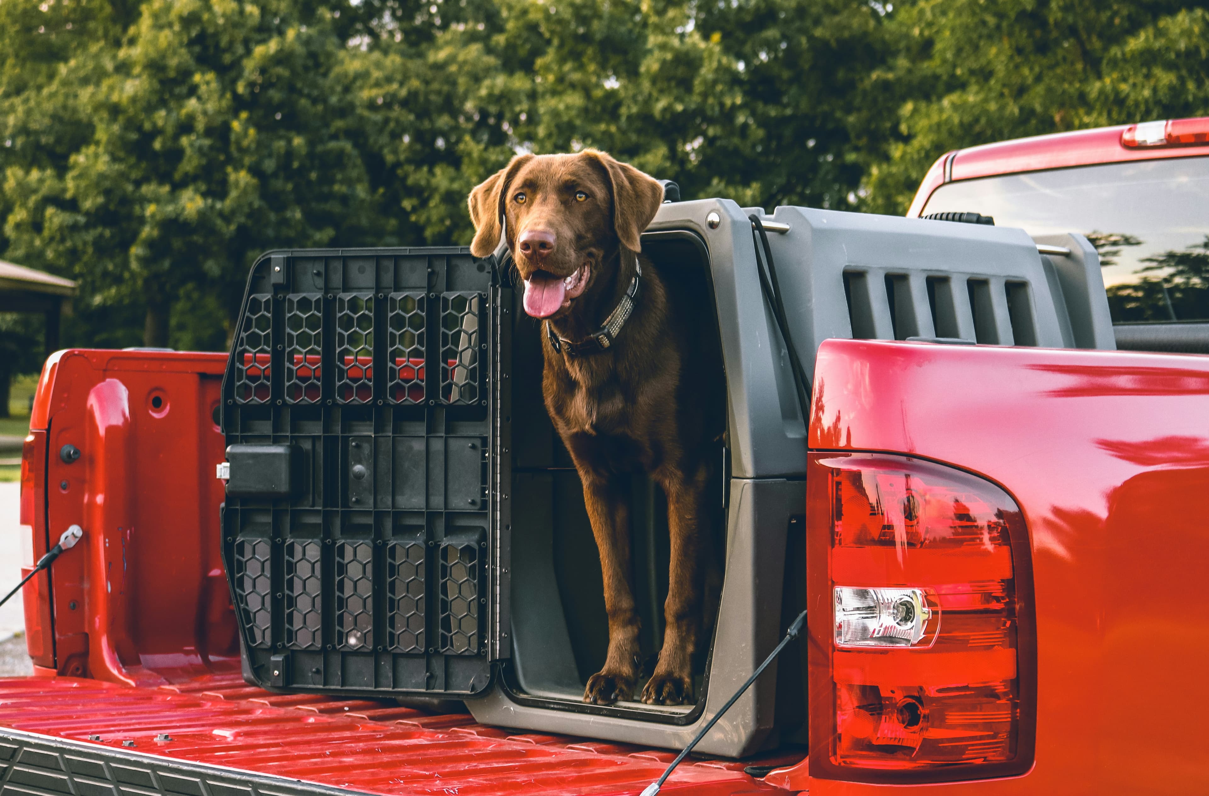 Plataforma de Filtros kennel